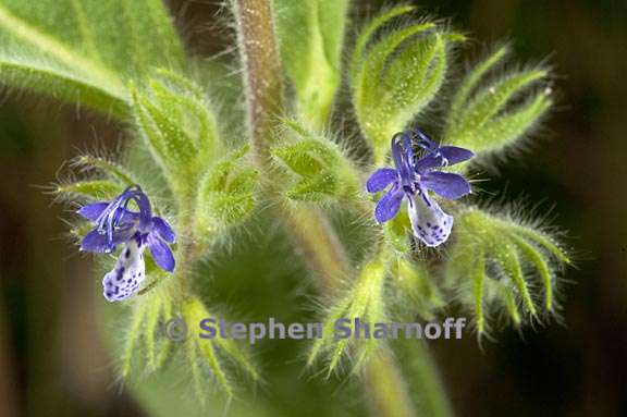 trichostema oblongum 4 graphic